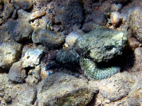 Scorpaenopsis diabolus