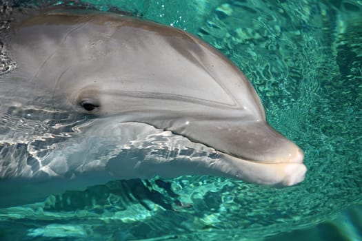 Dolphin Portrait