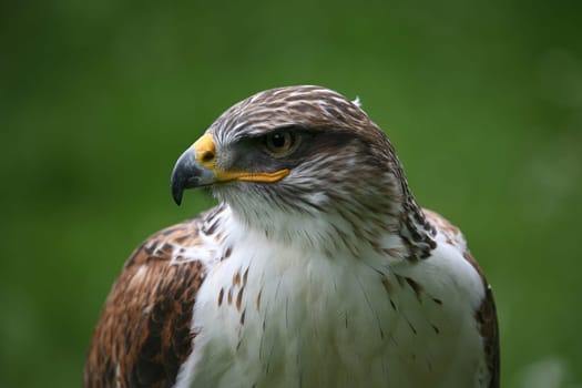 Royal Rough-footed Buzzard