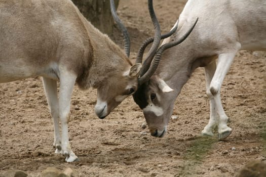 Addax