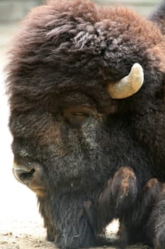 Bison bull
