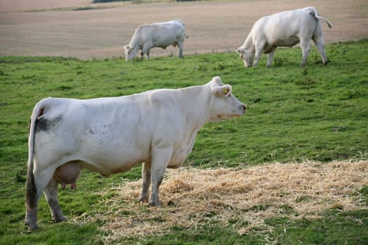 Cattle
