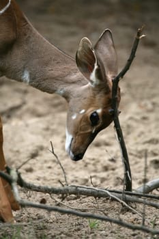 Lesser kudu
