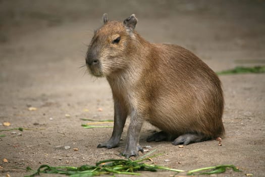 Capybara