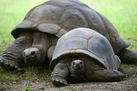 Seychelles giant tortoise