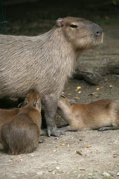 Capybaras (Hydrochoerus hydrochaeris)