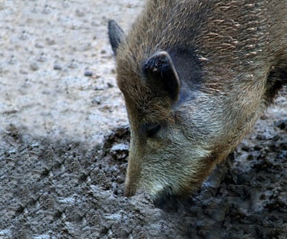 Wild boar