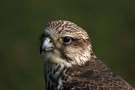 Saker