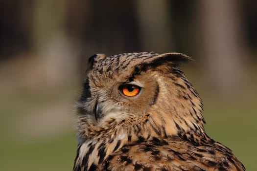 Eagle owl