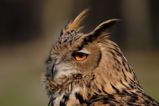 Eagle owl