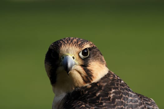 Peregrine falcon