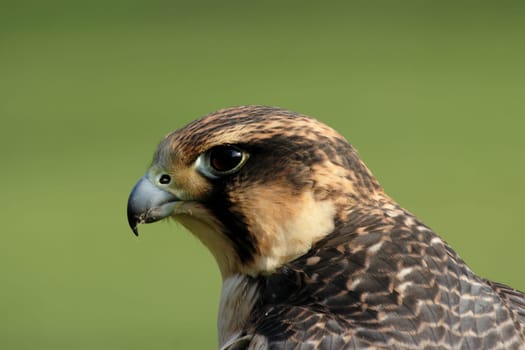 Peregrine falcon