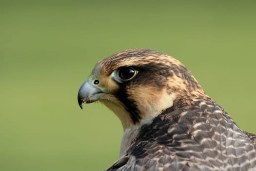 Peregrine falcon