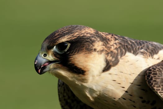 Peregrine falcon