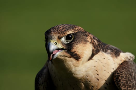 Peregrine falcon