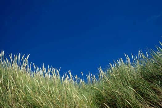 Dune grasses against a blue sky