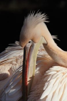 Pelican Portrait