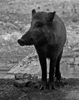 Wild boar sw
