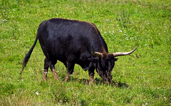 Aurochs