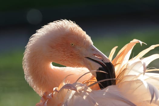 Flamingo Portrait