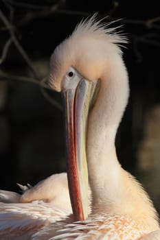 Pelican Portrait
