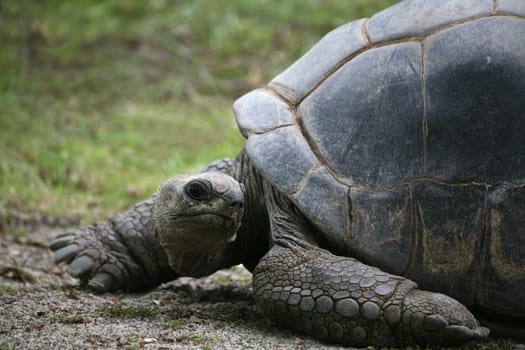 Seychelles giant tortoise