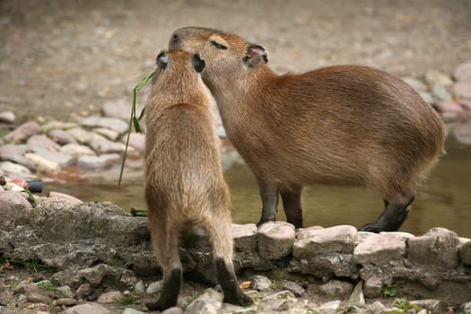 Capybara