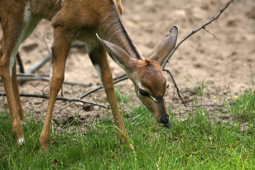 Lesser kudu