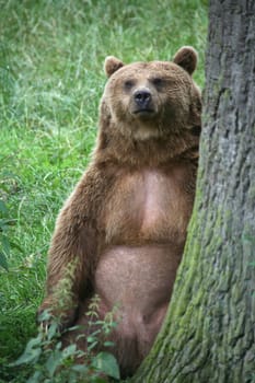 Ursus arctos