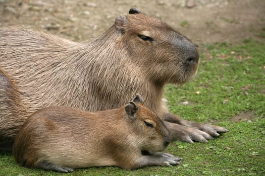 Capybaras