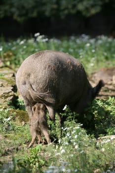 Wild boars