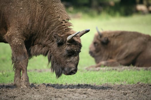 Wisent