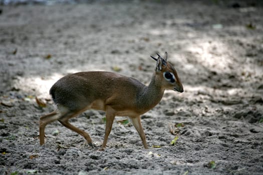 Dwarf Greeting Dikdik
