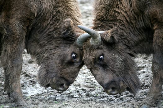 Young bison