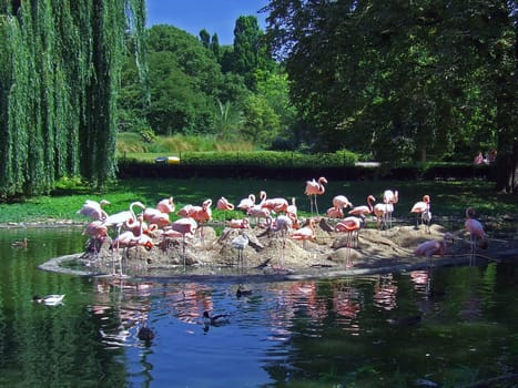 Flamingos