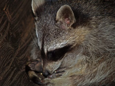 Raccoon