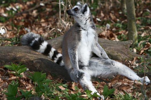 Ring-tailed lemur sunbathing