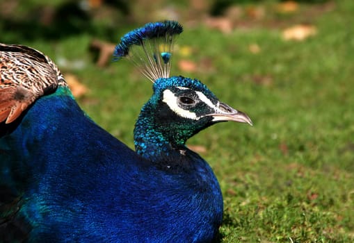 Peacock portrait