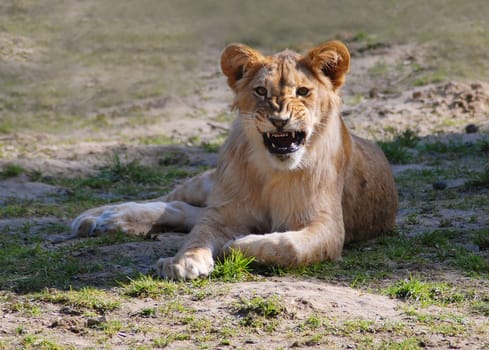 I guess he didn't like my presence that much! You can practice hissing and show your teeth....!