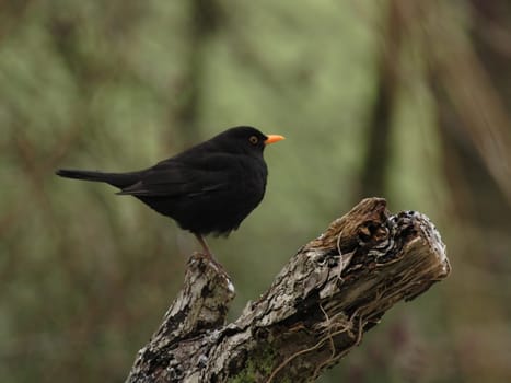 Blackbird