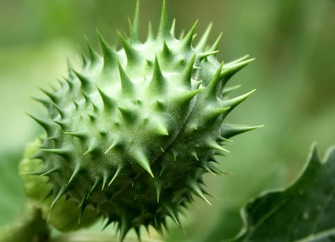 PIERAPFEL,lat. Datura stramonium