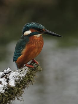 Kingfisher