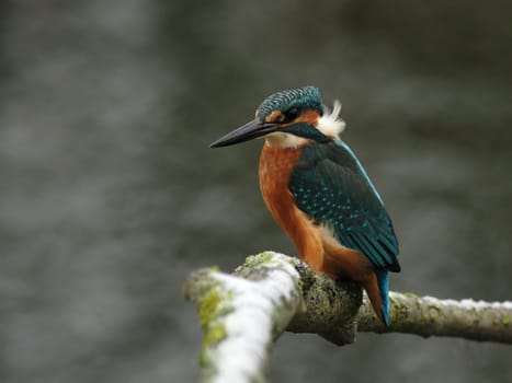 Kingfisher