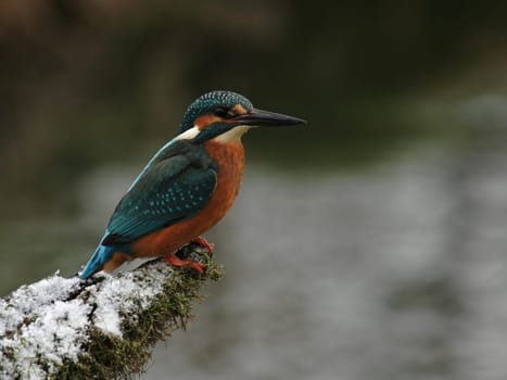 Kingfisher