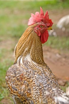 Outdoor rooster