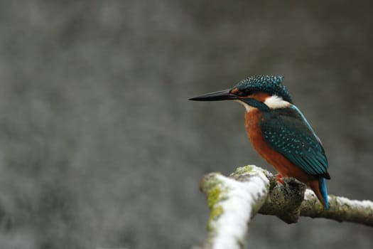 Kingfisher