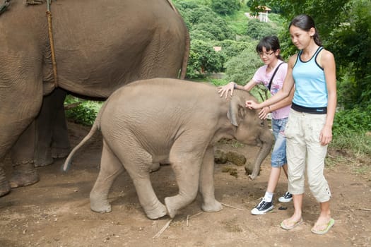 Baby Elephant