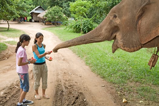 Children feeding elephants