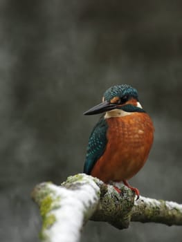 Kingfisher