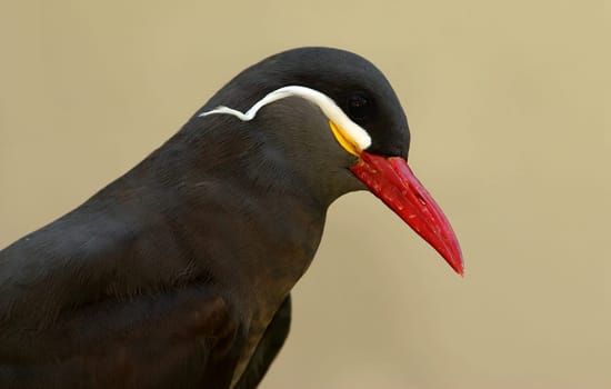 Beautiful bird